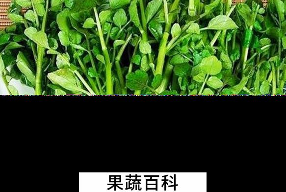 果蔬百科西洋菜的营养价值与功效