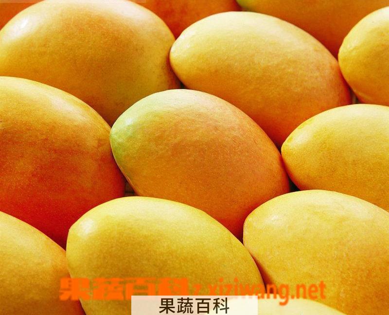 果蔬百科芒果