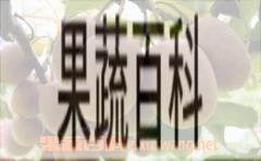 果蔬百科猕猴桃