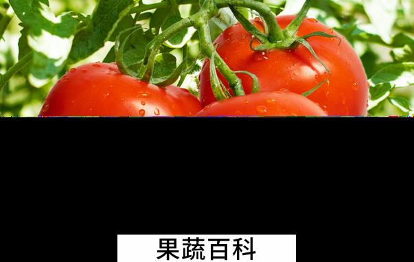 果蔬百科西红柿的营养价值