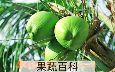 果蔬百科椰子