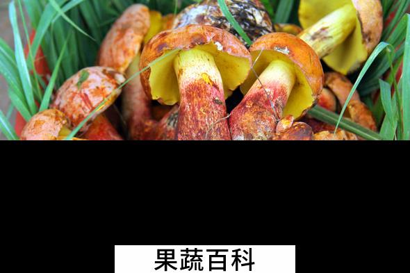 果蔬百科食用野生菌的注意事项