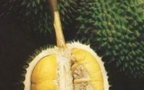 榴莲的功效,挑选方法和食用方法图片 榴莲的功效,挑选方法和食用方法是什么