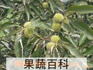 果蔬百科板栗