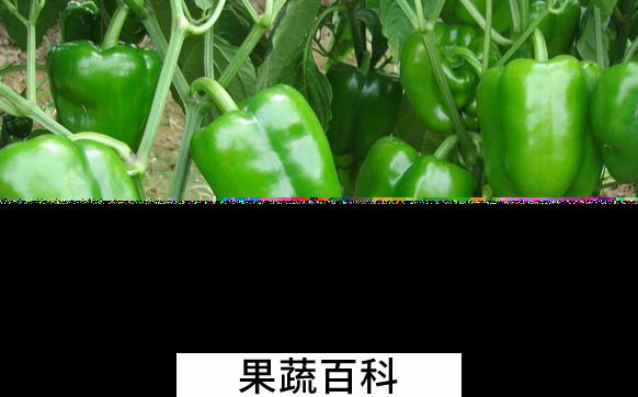 果蔬百科吃青椒会上火吗