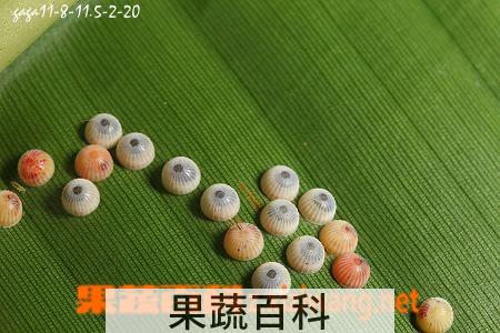 果蔬百科香蕉弄蝶