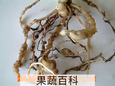 果蔬百科香蕉根
