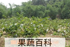 果蔬百科番石榴