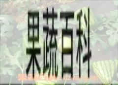 果蔬百科西瓜