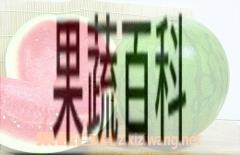 果蔬百科西瓜