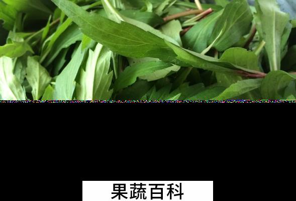 果蔬百科马兰头的营养价值