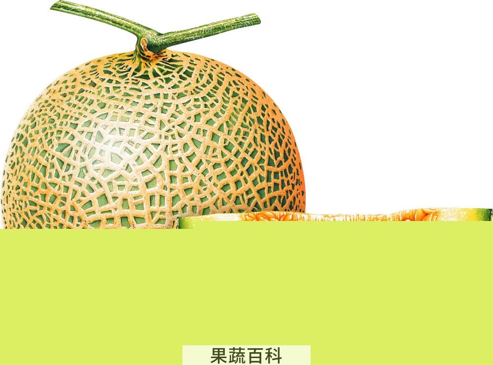 果蔬百科哈密瓜