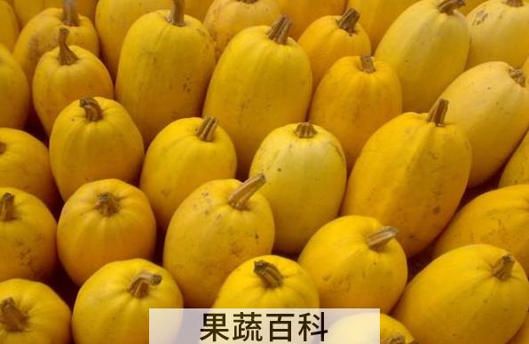 果蔬百科金丝瓜的功效与作用