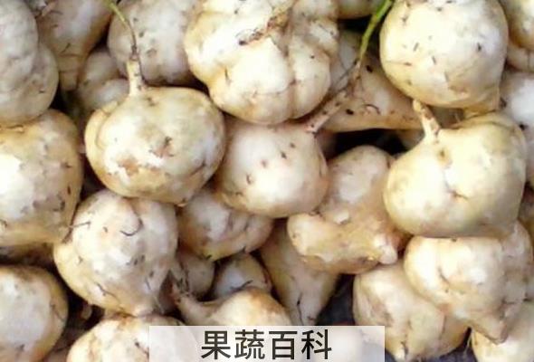 果蔬百科凉薯的功效与作用