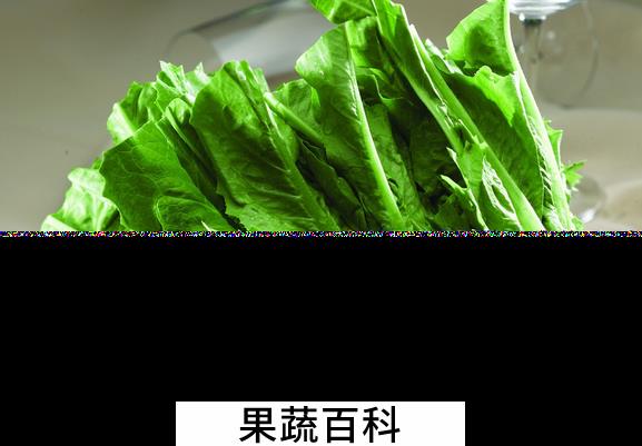 果蔬百科油麦菜的功效与作用