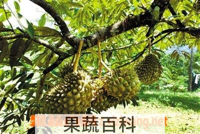 果蔬百科榴莲