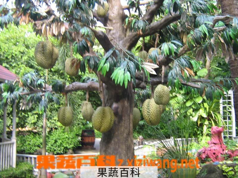 果蔬百科榴莲