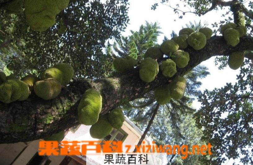 果蔬百科榴莲
