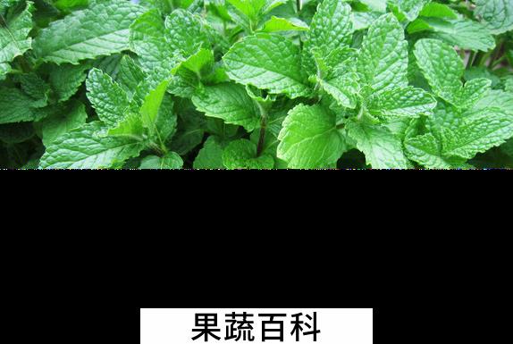果蔬百科薄荷叶的功效与作用