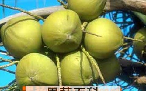 椰子养生功效和食用方法
