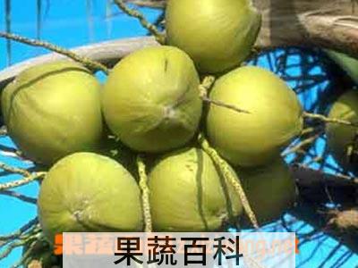 果蔬百科椰子