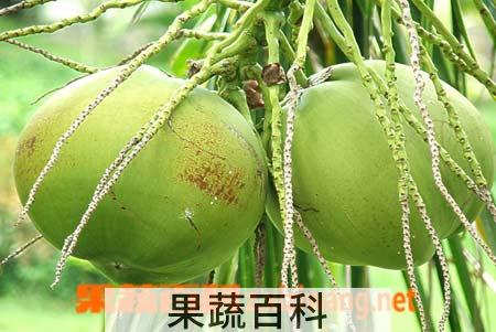 果蔬百科椰子