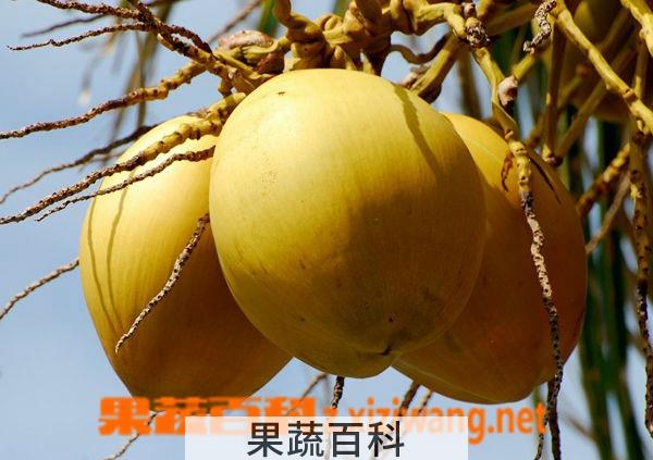 果蔬百科椰子