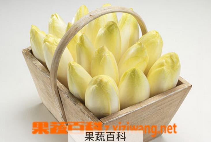 果蔬百科菊苣的功效与作用