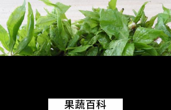 果蔬百科刺五加的食用功效与吃法