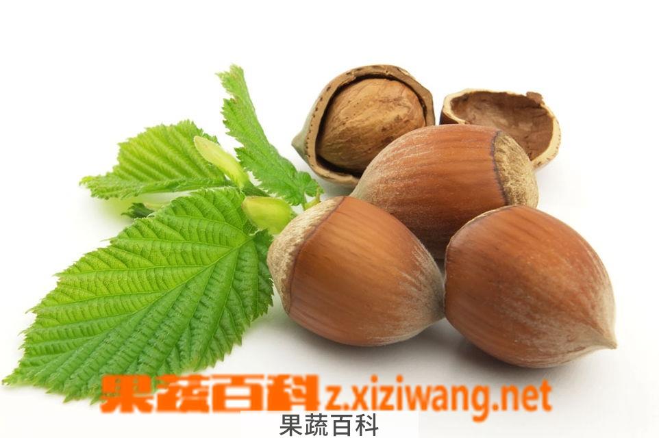 果蔬百科坚果