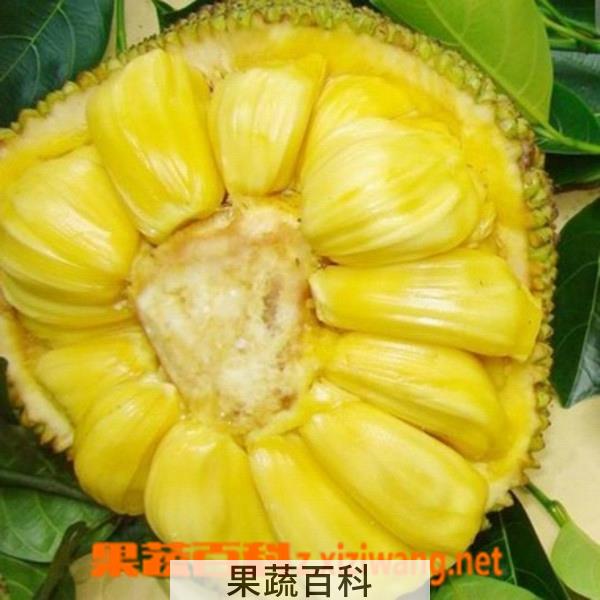 果蔬百科菠萝蜜