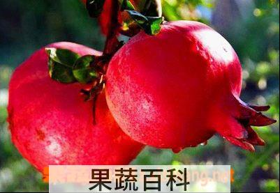 果蔬百科石榴