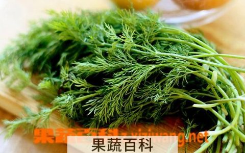 小茴香怎么做好吃 小茴香的材料和做法步骤