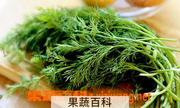 果蔬百科小茴香怎么吃最好吃