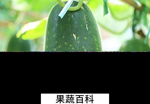 果蔬百科冬瓜的药用价值