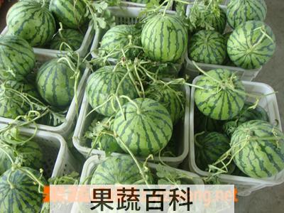 果蔬百科西瓜