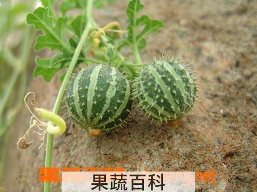 果蔬百科西瓜