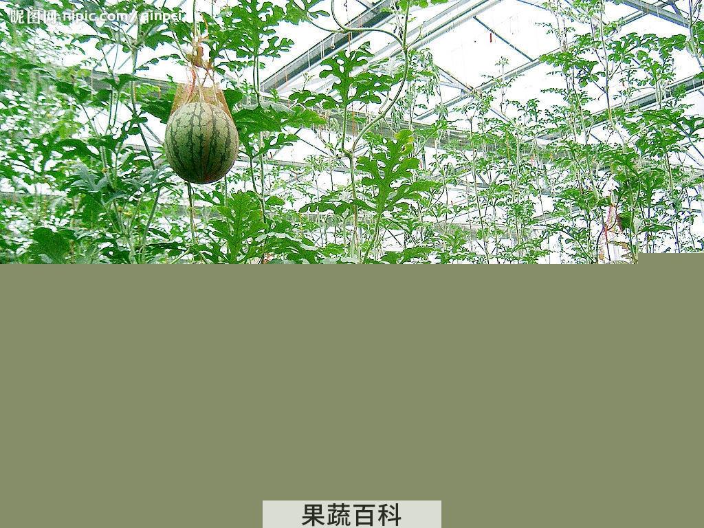 果蔬百科西瓜