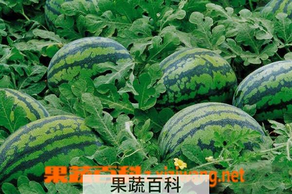 果蔬百科西瓜