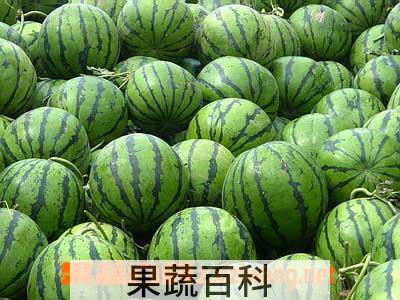 果蔬百科西瓜