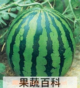 果蔬百科西瓜