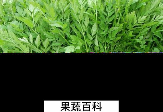 果蔬百科生芹菜的功效与作用