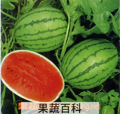 果蔬百科西瓜