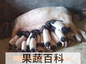 果蔬百科两头乌猪皮营养价值