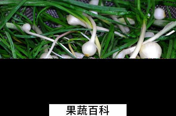 果蔬百科小根蒜的功效与作用
