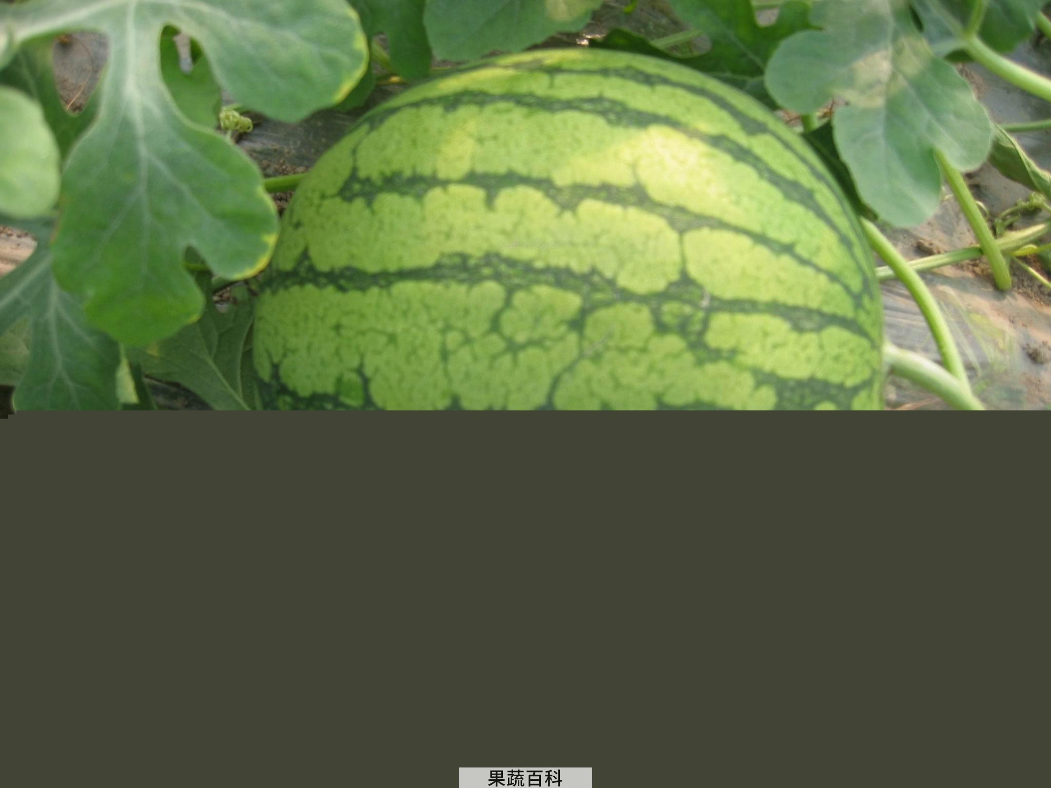 果蔬百科西瓜