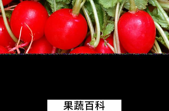 果蔬百科樱桃萝卜的功效与作用