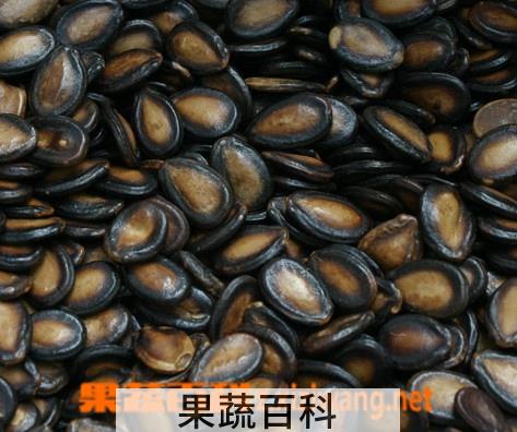 果蔬百科西瓜籽