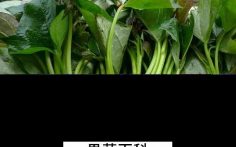 红薯苗怎样做 红薯苗怎样做才好吃