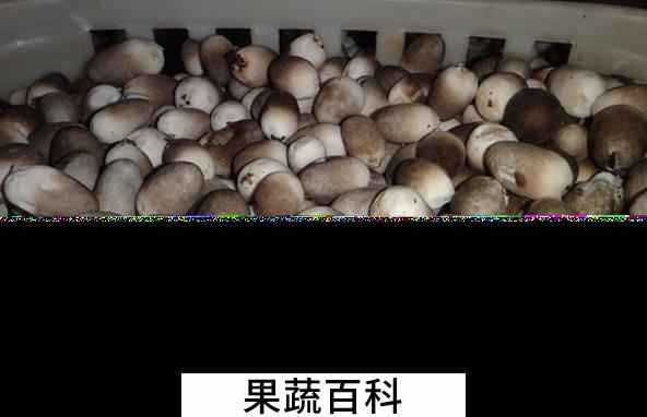 果蔬百科草菇的功效与作用